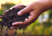 compost in cupped hands